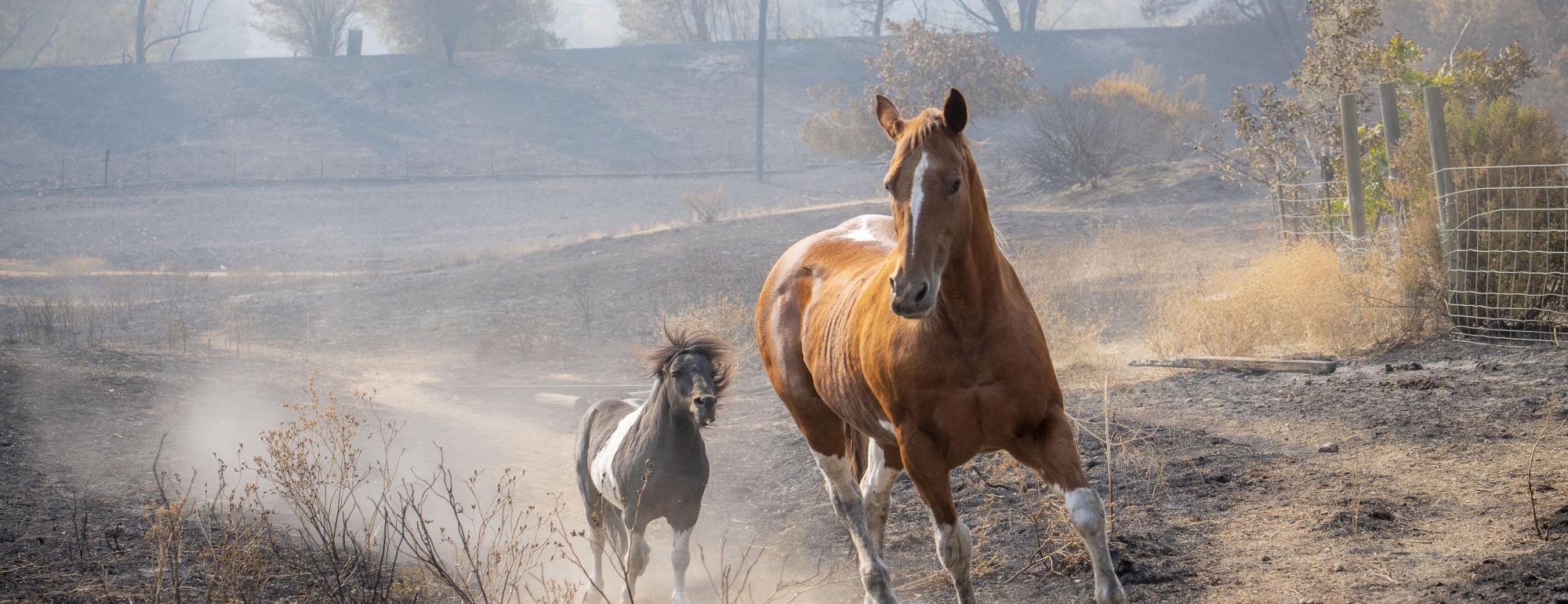 horses fleeing wildfire
