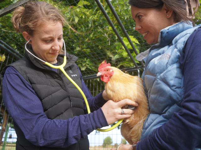 ashley patterson examining a chicken held by briana hamamoto