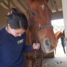 Dr. Briana Hamamoto handling a horse