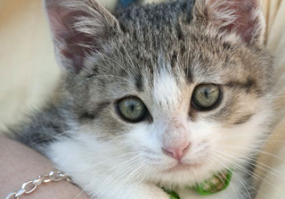 Photo: Vet studies susceptibility of kittens to cat-scratch disease