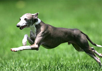 Photo: Italian Greyhound Autoimmune Study