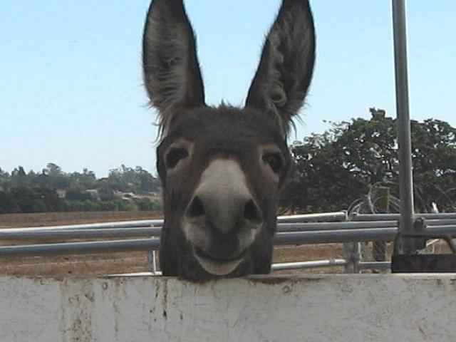 Symbol of the Donkey Welfare Symposium