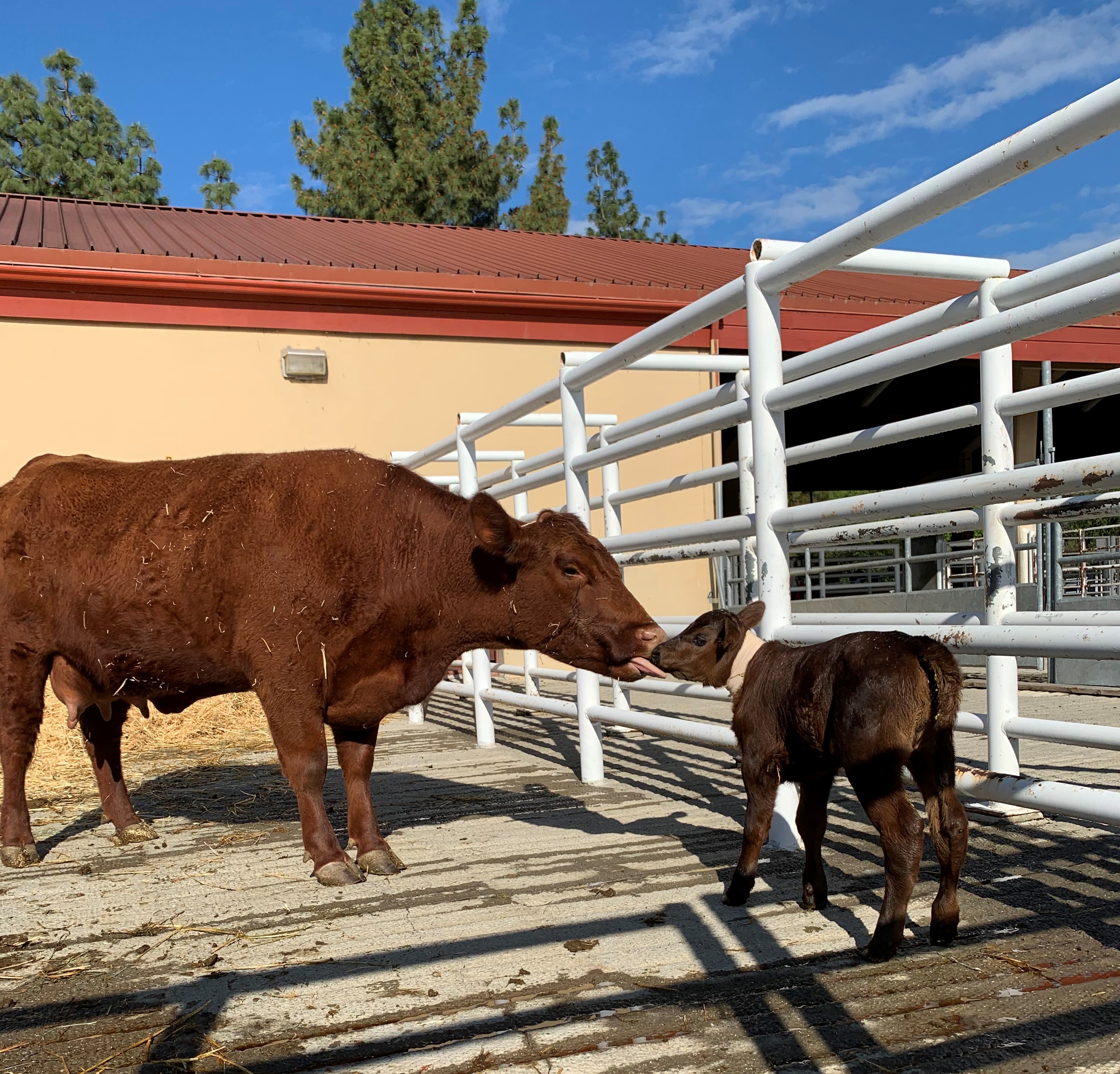 cow with her calf at UC Davis veterinary hospital