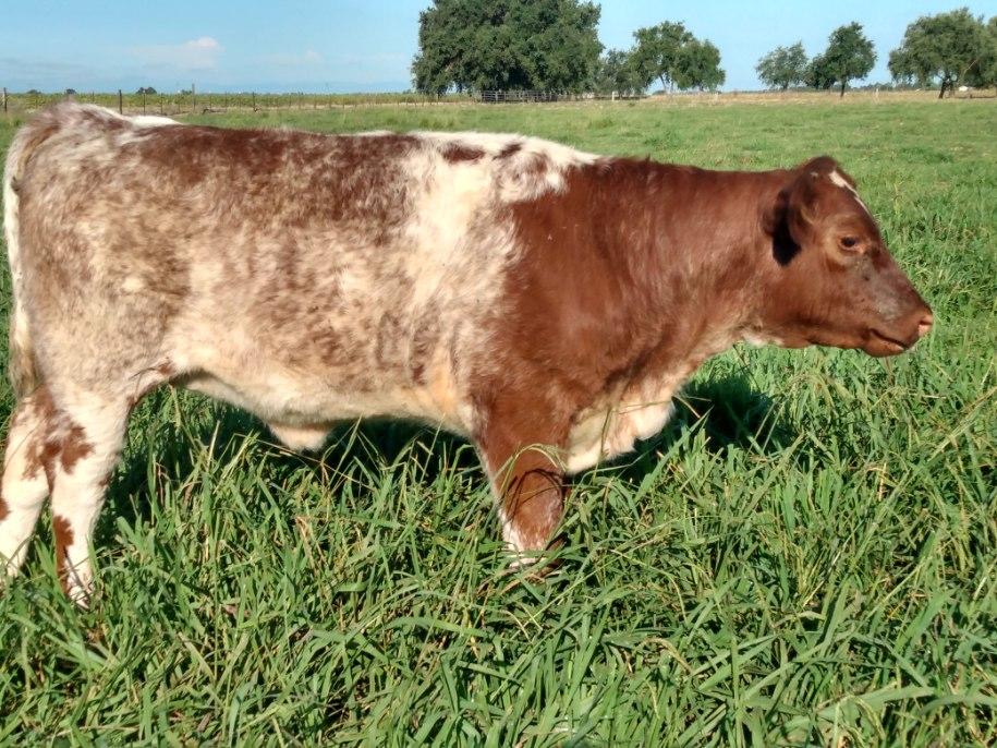 profile image of Schuler Ranch cow
