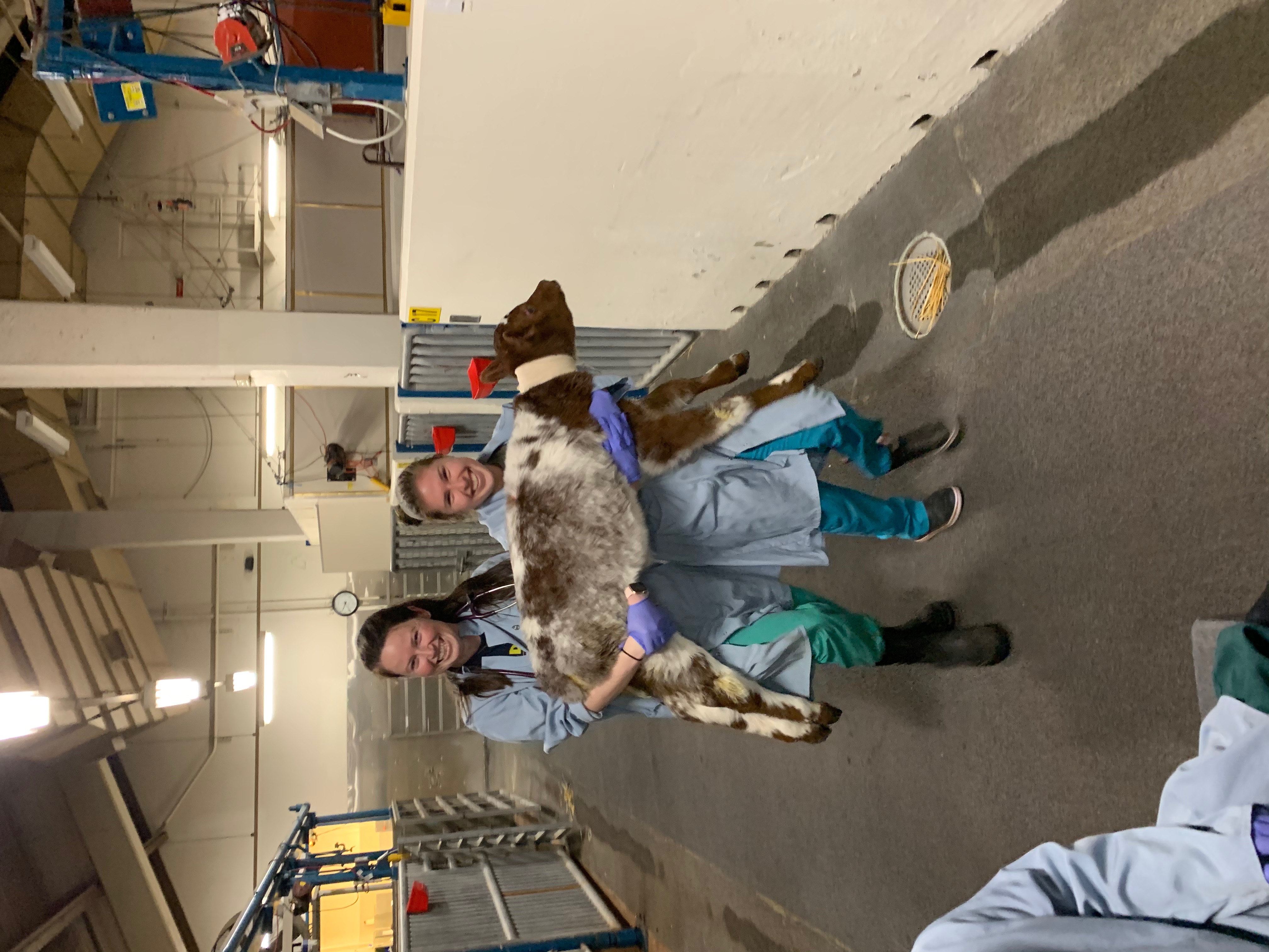 veterinarians carrying a calf at the UC Davis veterinary hospital
