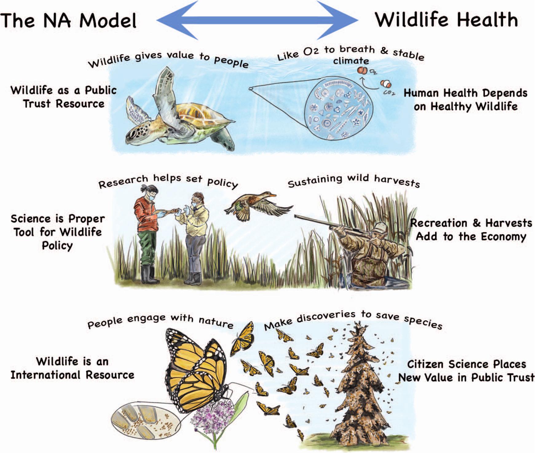 wildlife health and conservation infographic
