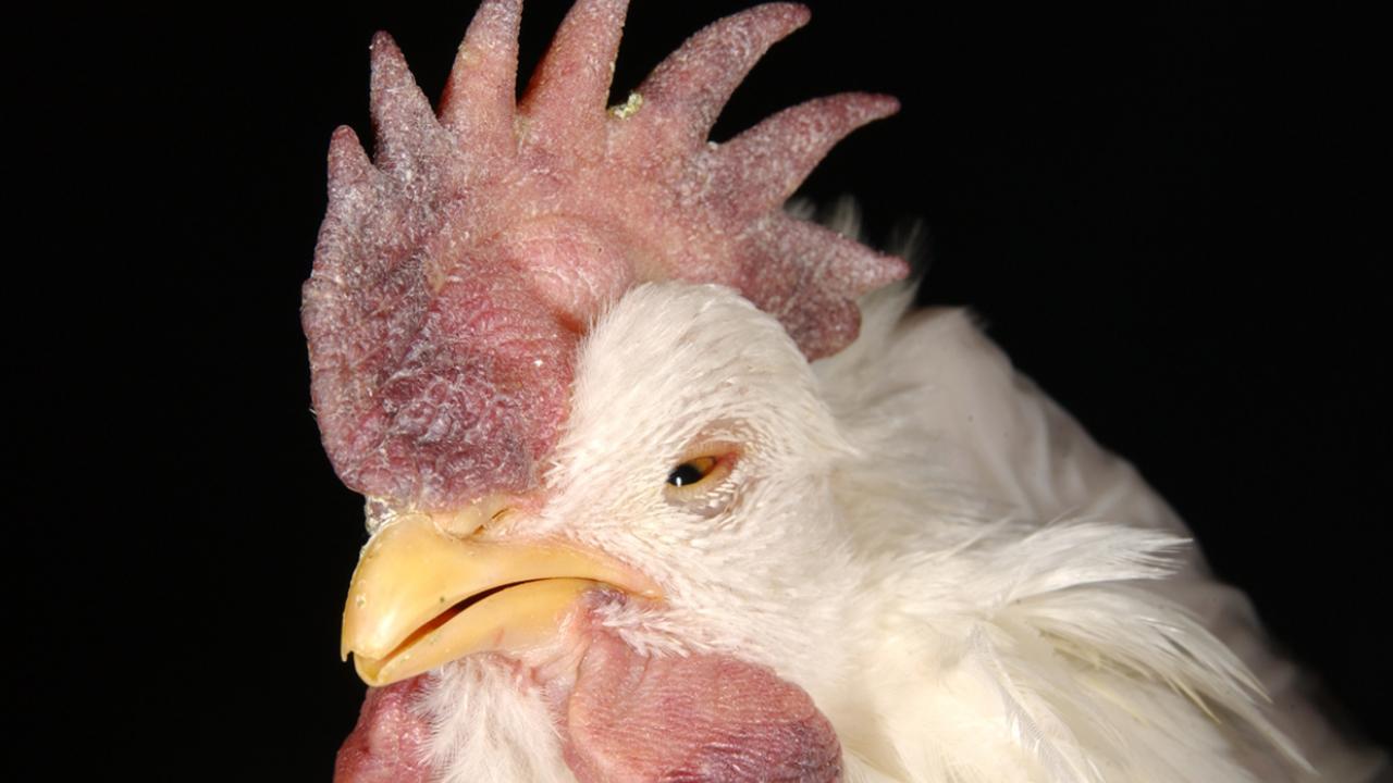 Chicken displaying signs of Newcastle disease.