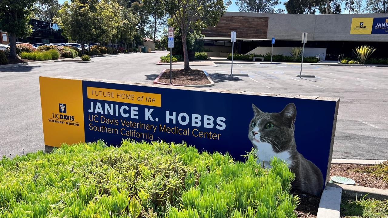 building signage with a cat