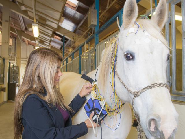 horse undergoing an EEG