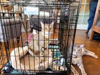 cat in cage with another cat next to cage
