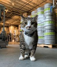 cat in brewery