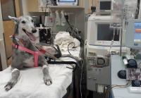 dog receiving hemodialysis