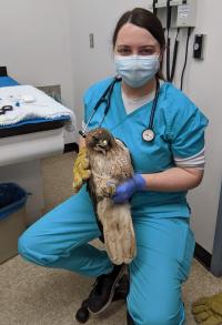 veterinarian holding a raptor