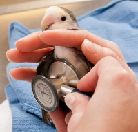 Parrot being examined