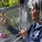 Dr. Lisa Tell, professor of avian medicine at UC Davis School of Veterinary Medicine, attempts to catch a hummingbird to record its size and fit it with a numbered band while working at the private residence of UC Davis Professor Emeritus Manfred Kusch.