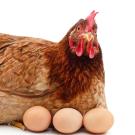 chicken with eggs