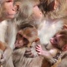 rhesus-macaque-monkeys