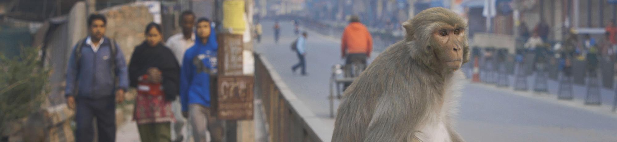 Rhesus macaque in Nepal