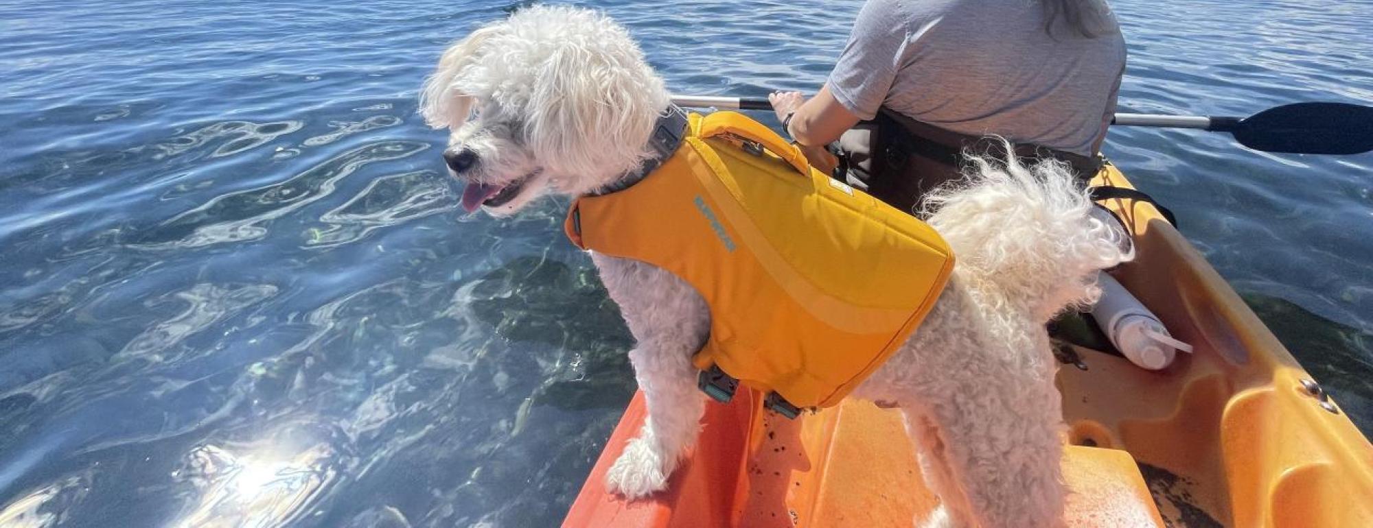 Noodle doggie in a kayak