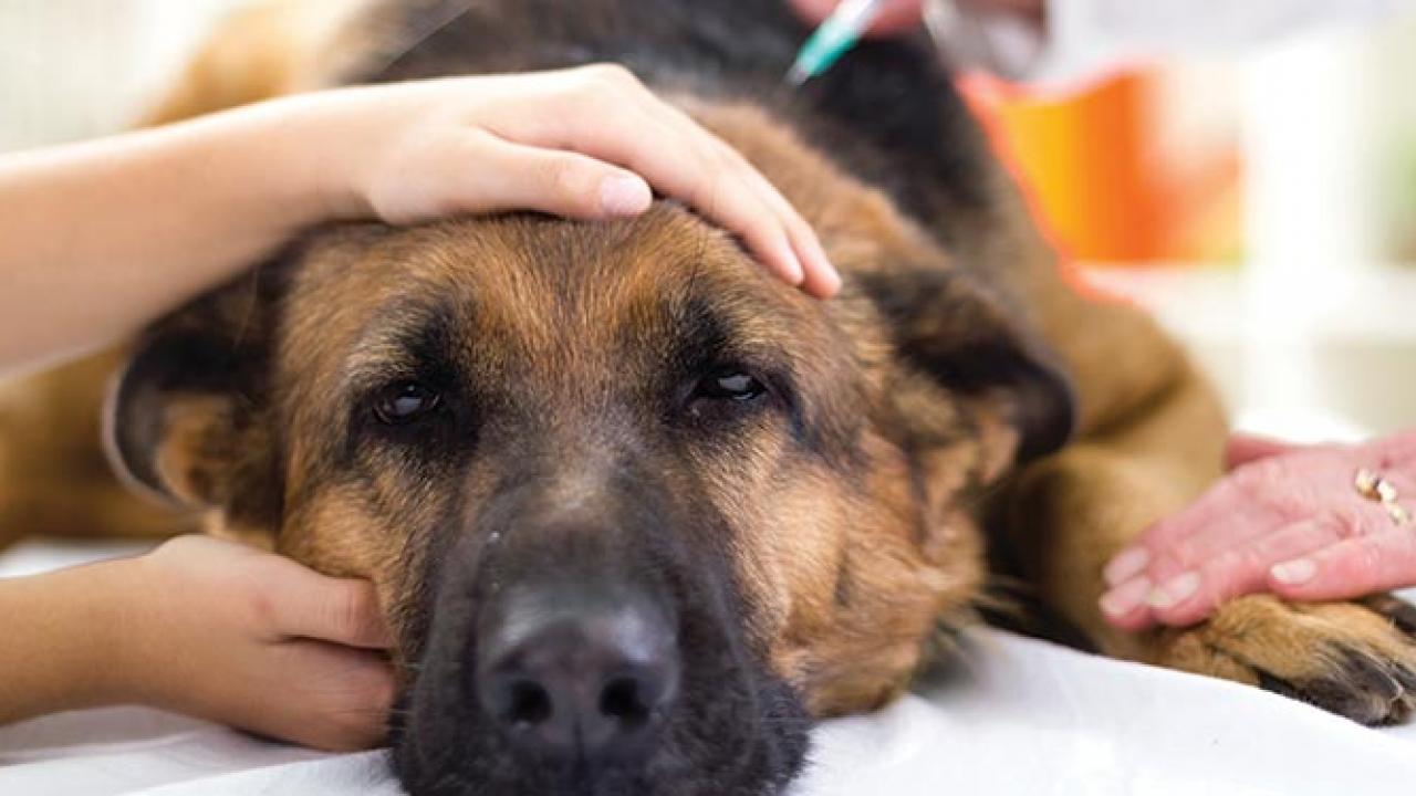 Vaccination Guidelines for Dogs and Cats
