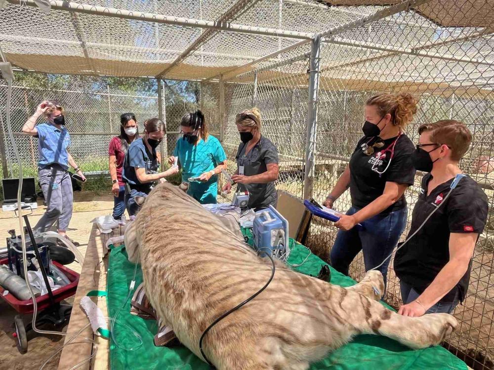 team of veterinary professionals around a tiger on a table