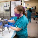DVM student Melissa Hernandez, class of 2023, left, and Dr. Kate Farrell examine a dog in the UC Davis Emergency Room.