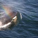 orca
