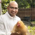 UC Davis MPVM student holding a chicken