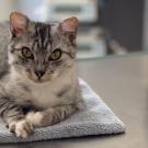 healthy looking cat 