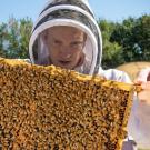 Dr. Jonathan Dear, a veterinary internist and beekeeper, performs a hive inspection. Dr. Dear collaborated with entomologists Drs. Elina Niño at UC Davis and Ramesh Sagili at Oregon State University to develop a course on honey bee medicine for veterinarians.