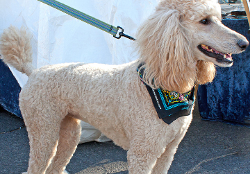 Photo: Cutting-edge procedure helps pets with jawbone defects