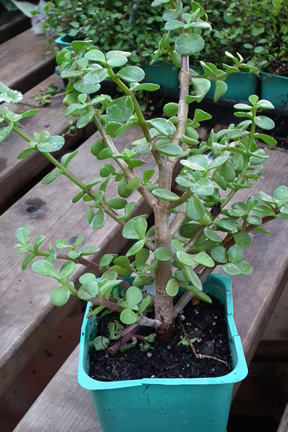 School of Veterinary Medicine - Dog Health