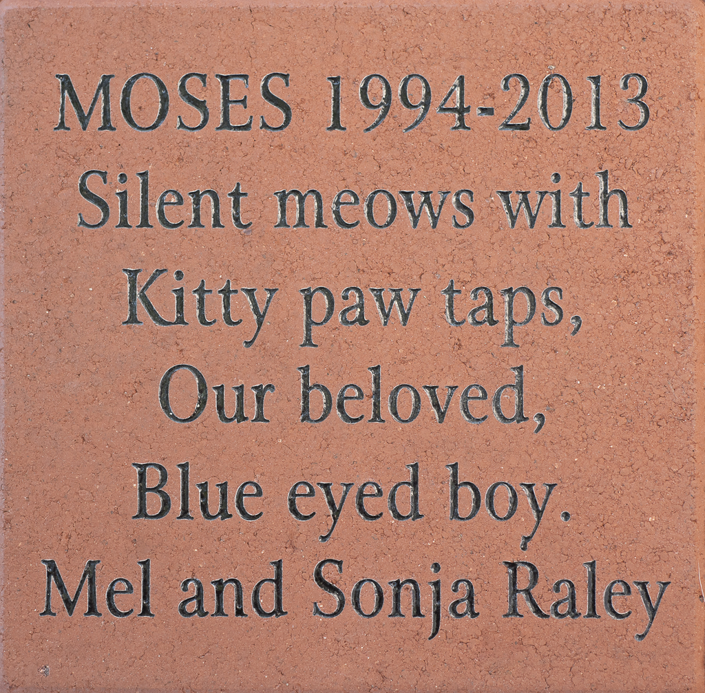 MOSES 1994-2013 Silent meows with Kitty paw taps Our beloved, Blue eyed ...