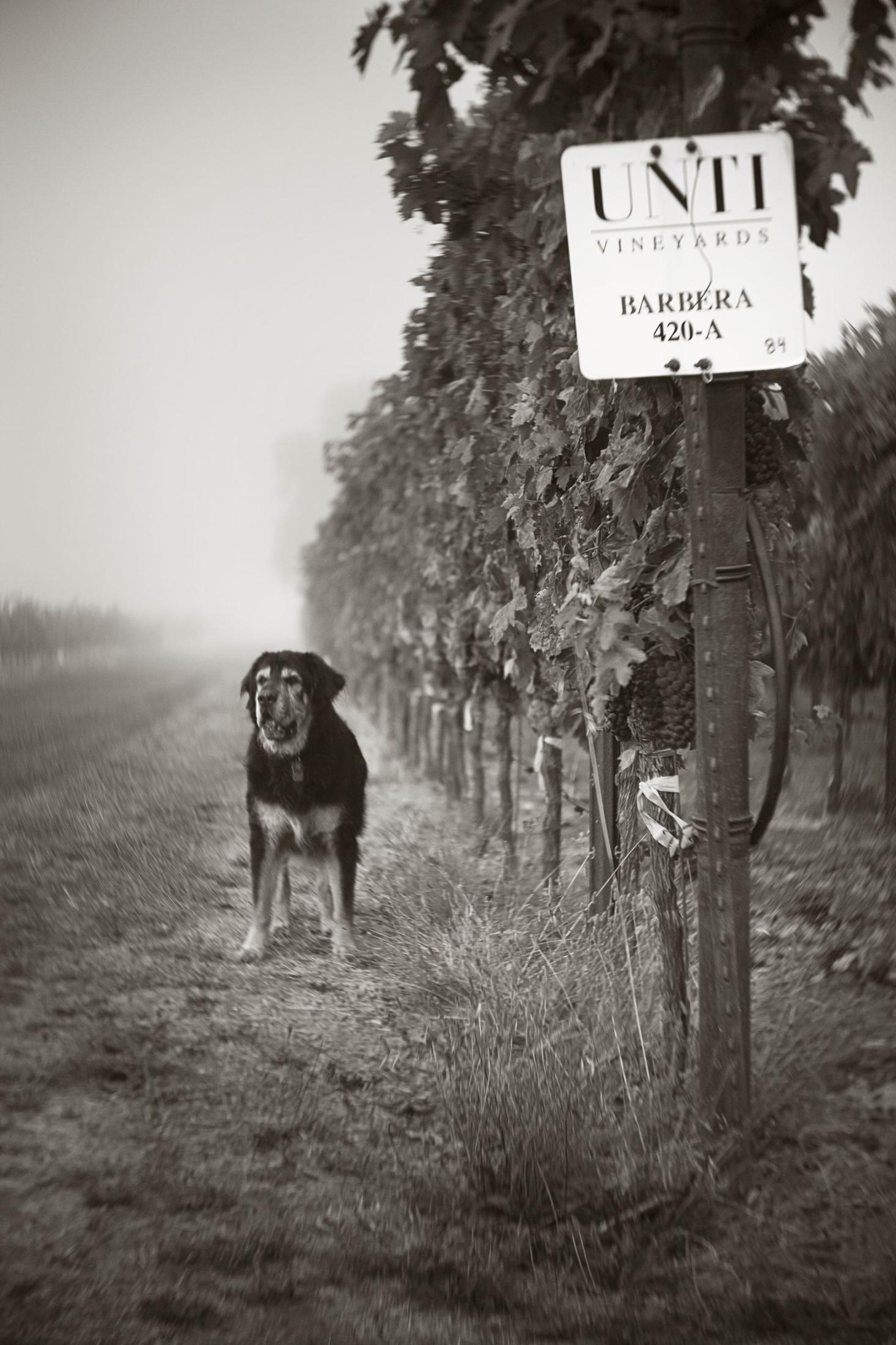 dog in vineyard