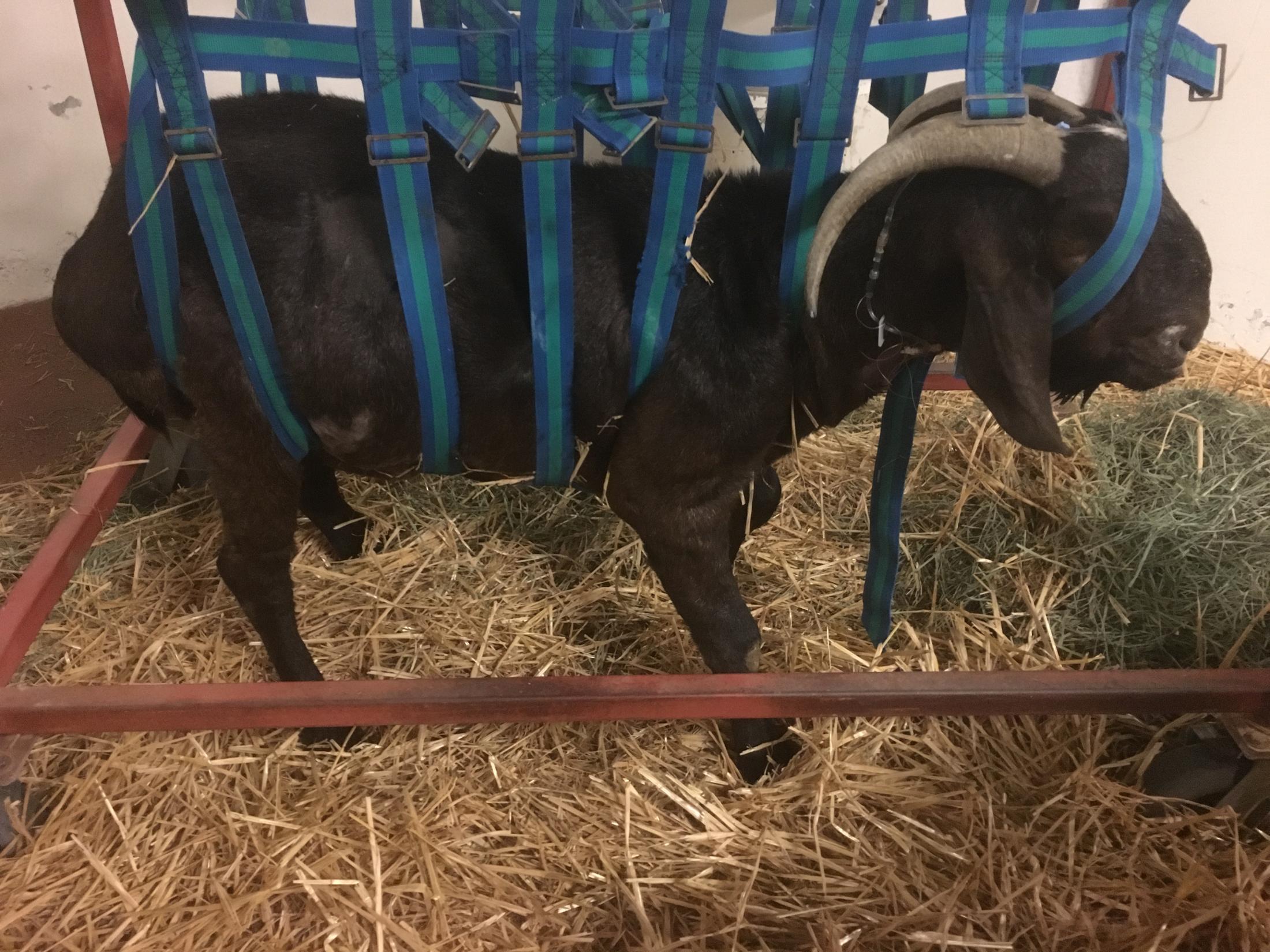 Pedro while hospitalized at the UC Davis veterinary hospital.