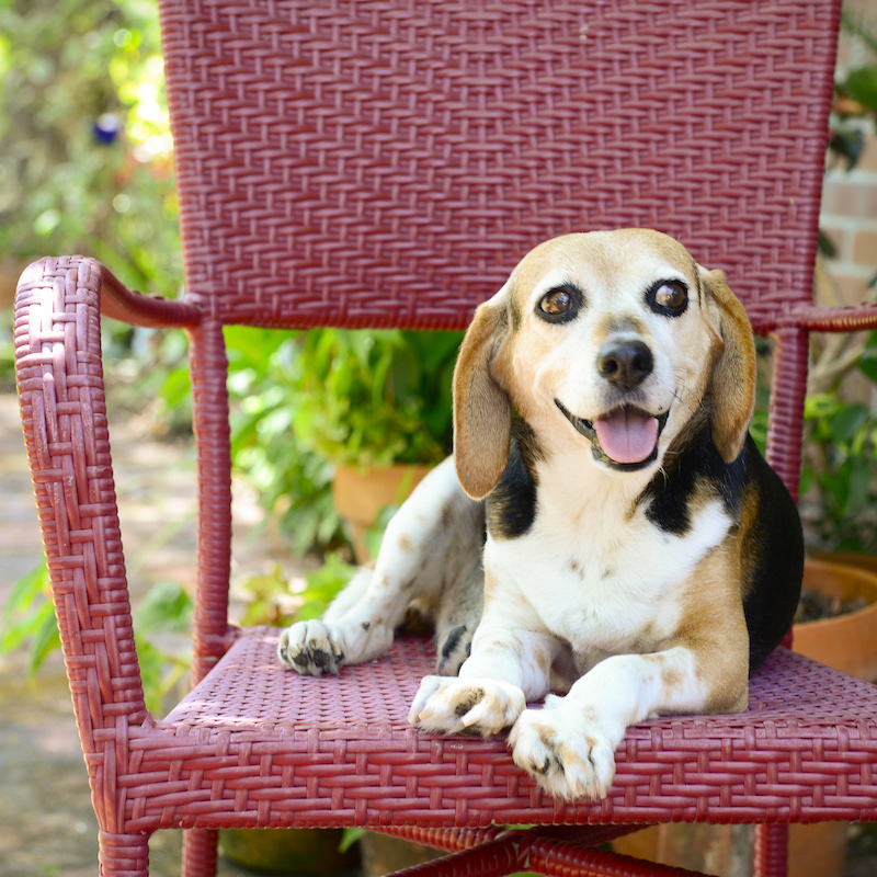 Callie Mustain, a UC Davis veterinary hospital patient