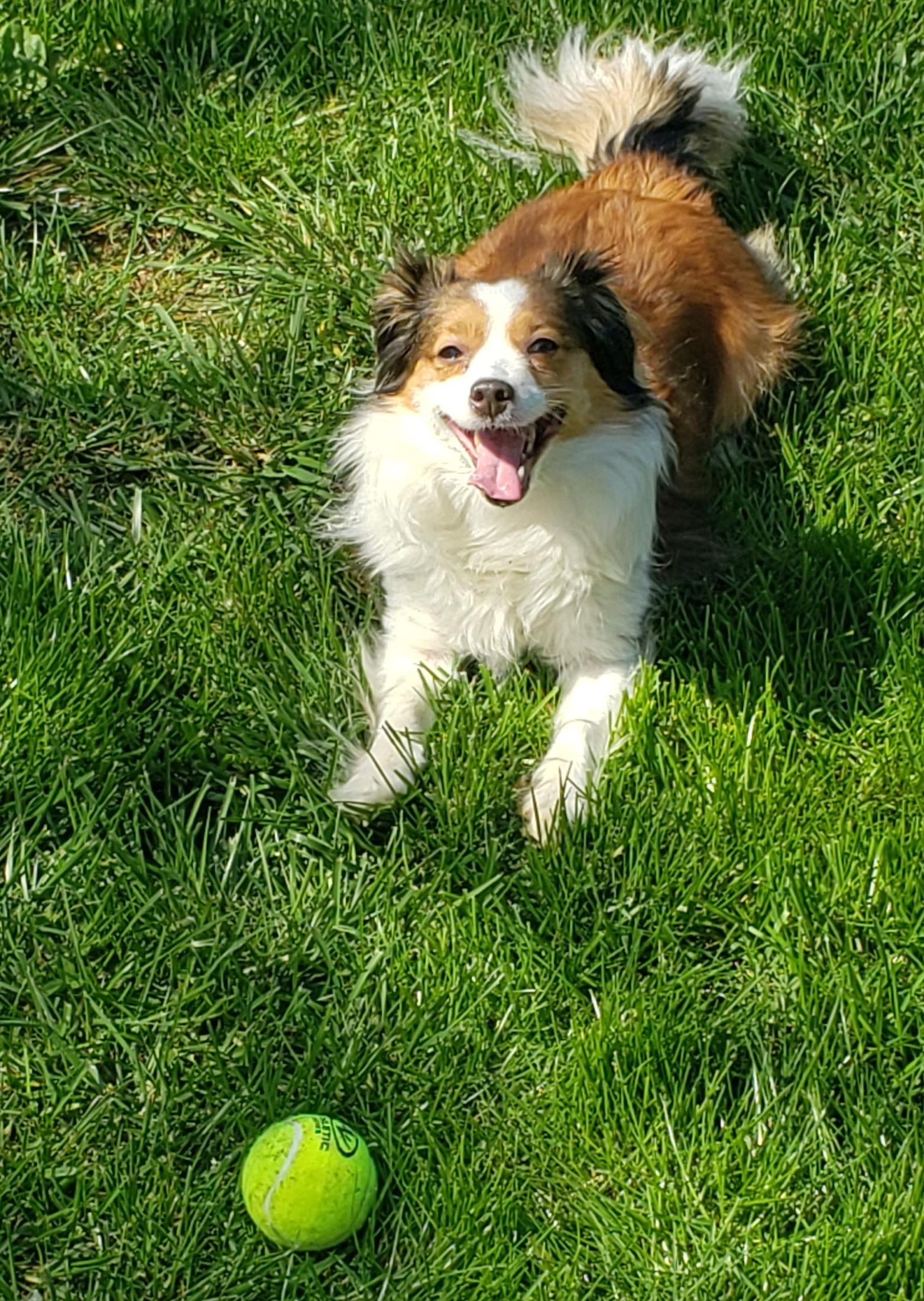 Scruffles with ball in yard