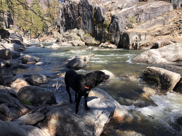 Daisy by a creek