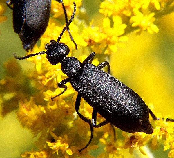 Black blister beetle