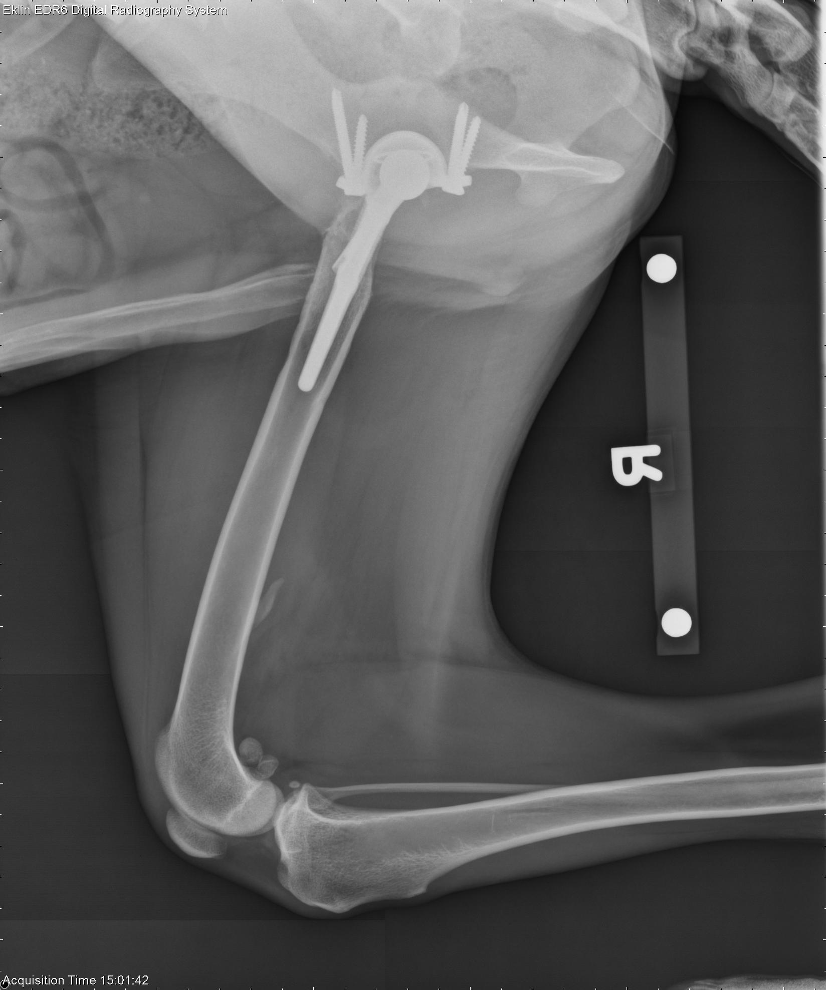 x-ray of new hip in dog
