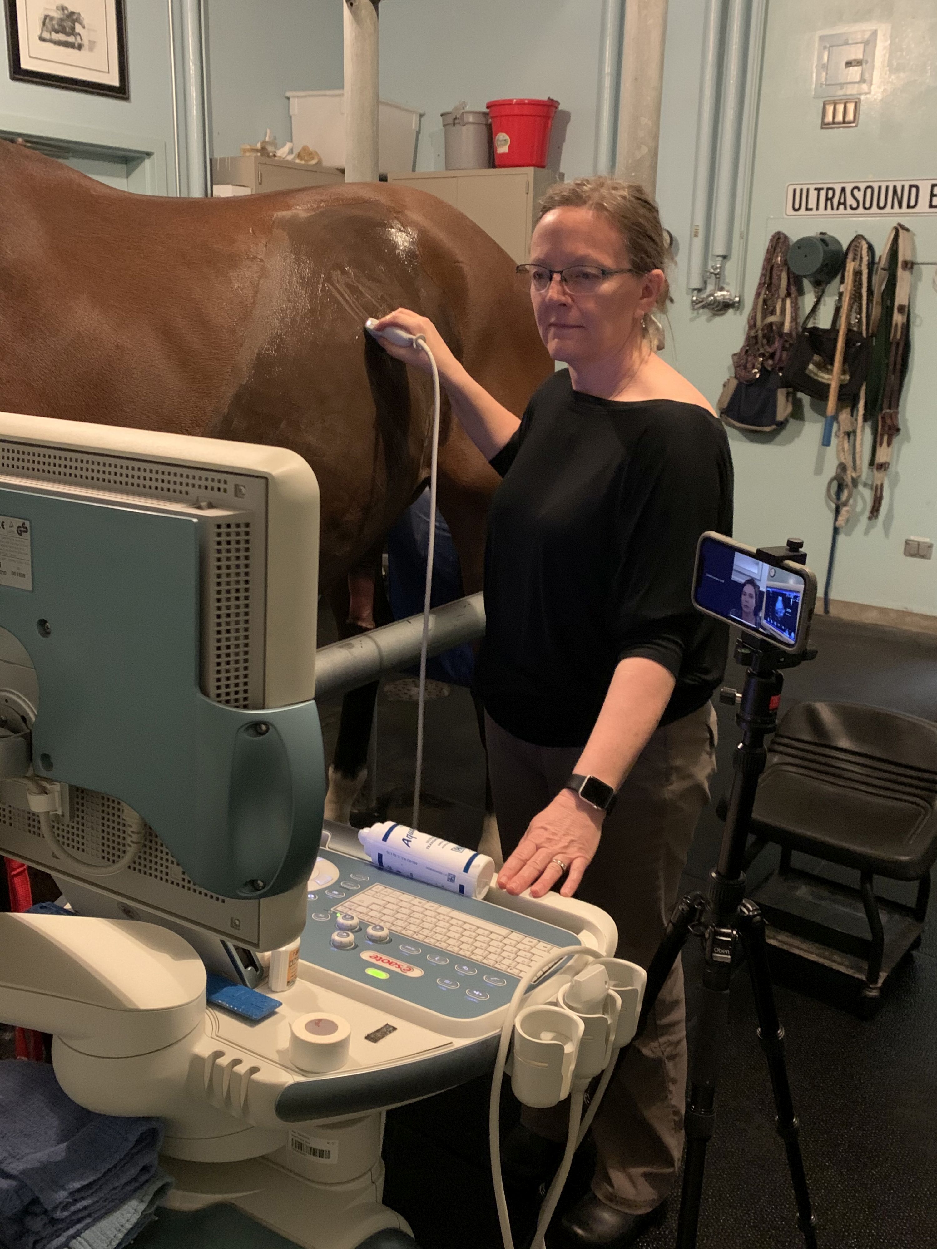 UC Davis veterinary student virtually observing horse ultrasound lesson