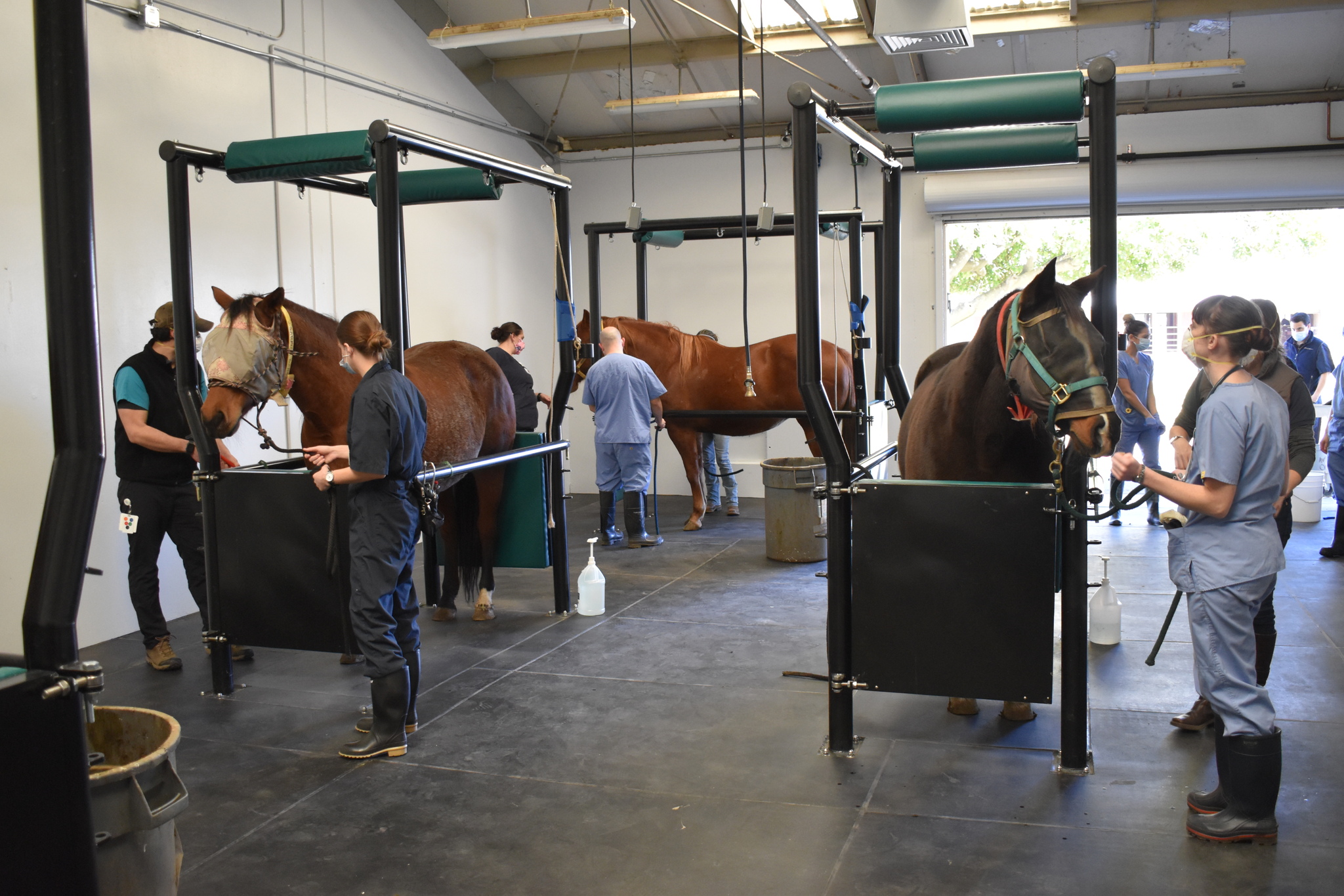 UC Davis DVM students utilize new equine reproduction facilities at the school's Center for Equine Health.
