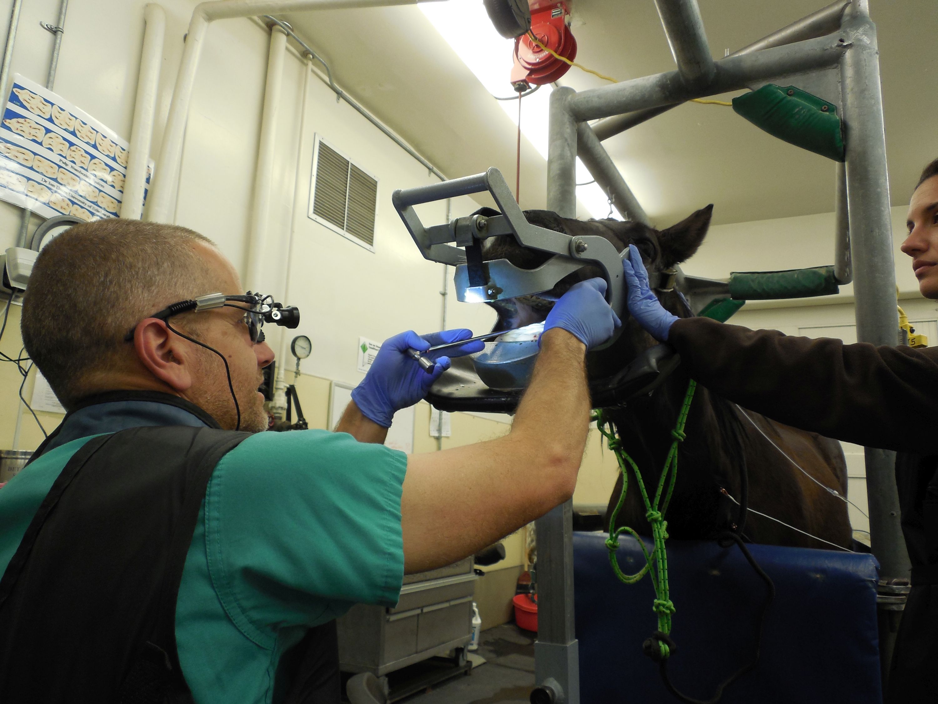 Dr. Nicola Pusterla performs equine dentistry procedure