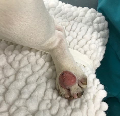 Tumor en la pata del perro