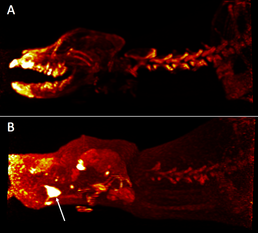 Maximal intensity projection NaF images (A) and FDG images (B) of a 5-year-old Labrador dog with chronic pain on opening the mouth.