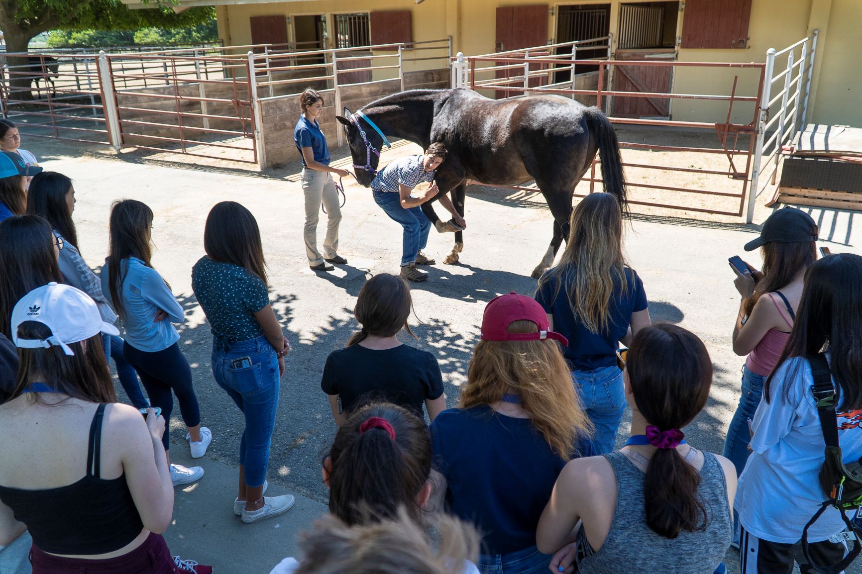Equine Presentation