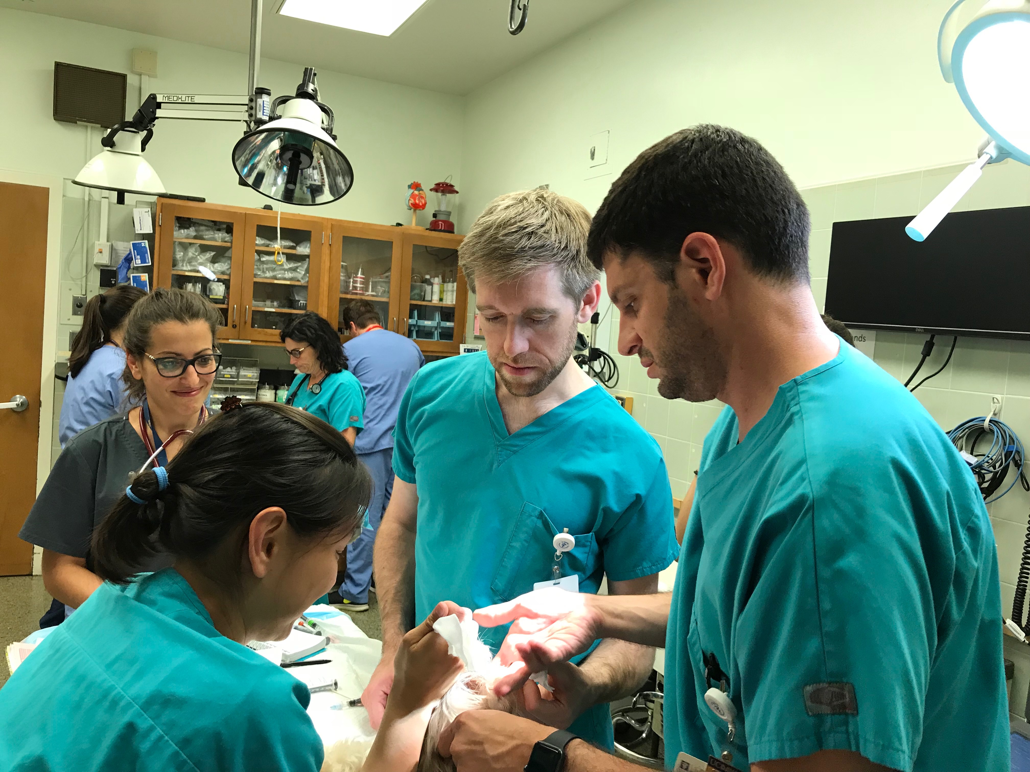 Residency Program in Small Animal Emergency Medicine and Critical Care |  School of Veterinary Medicine