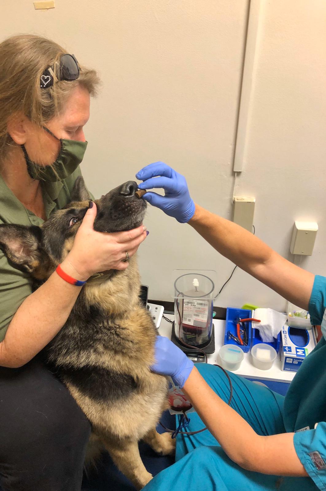 dog getting treats while donating blood