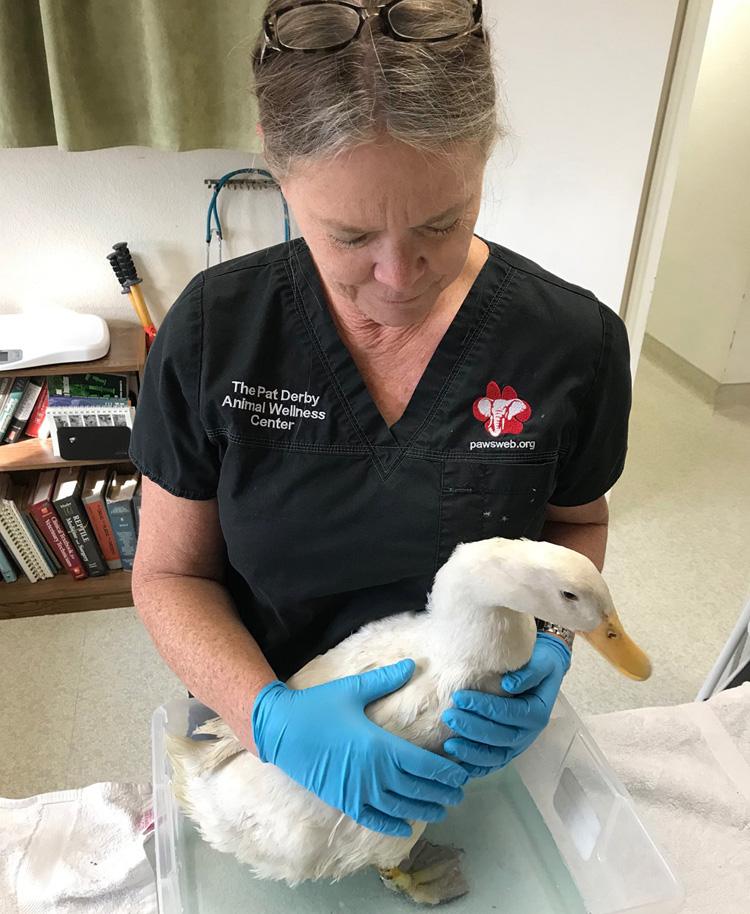 PAWS' veterinarian, Dr. Jackie Gai, administers a therapeutic foot soak for Patty, a burned duck rescued from the Camp Fire in Northern  California. 