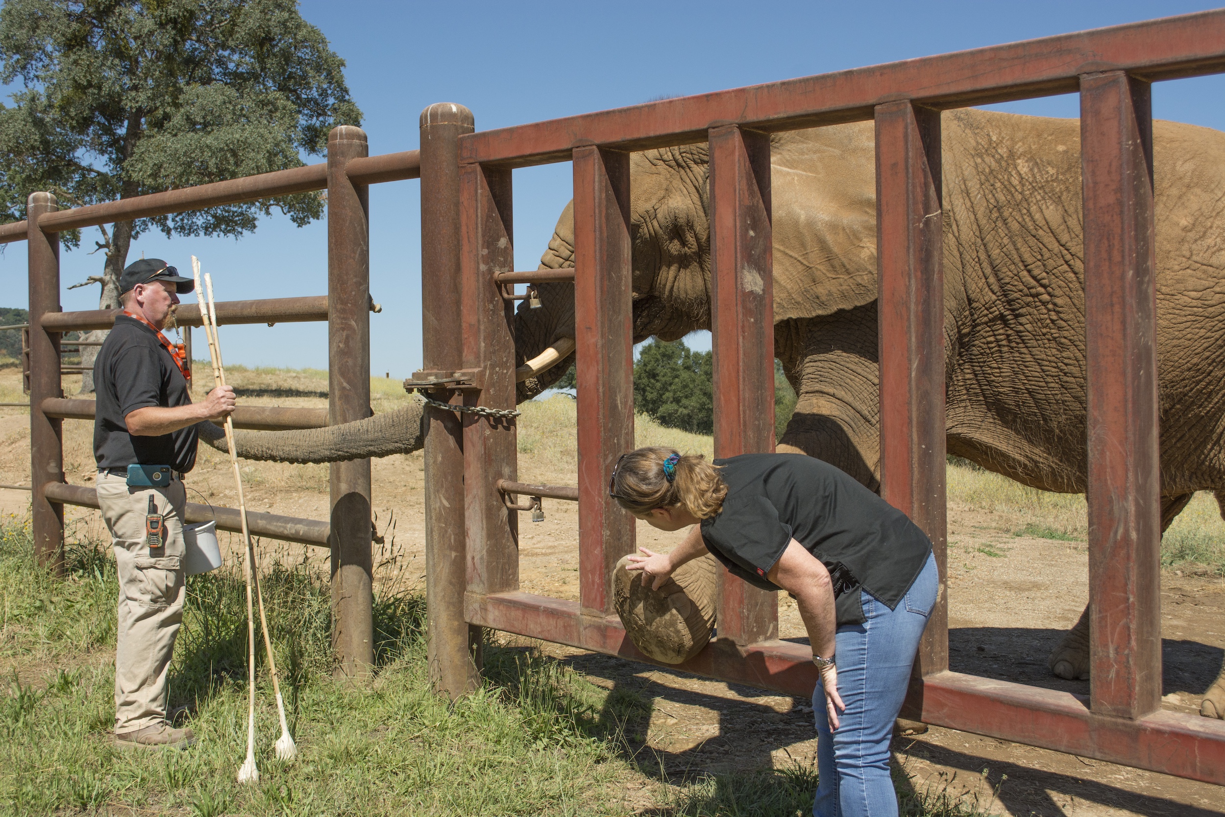 Dr. Jackie Gai examines elephant foot.